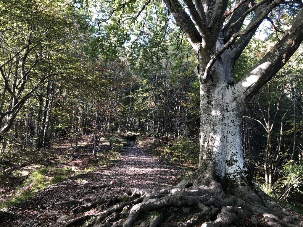 sentiero nel bosco