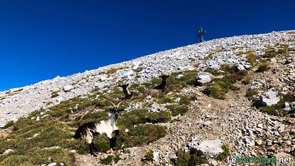 sentiero finale verso la croce del Pizzo Arera