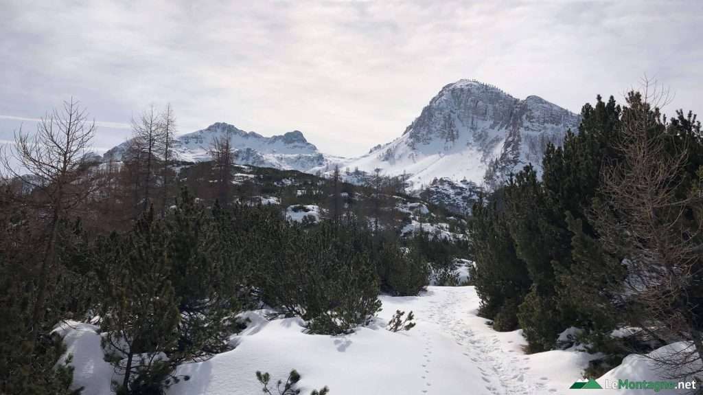 sentiero nel bosco innevato
