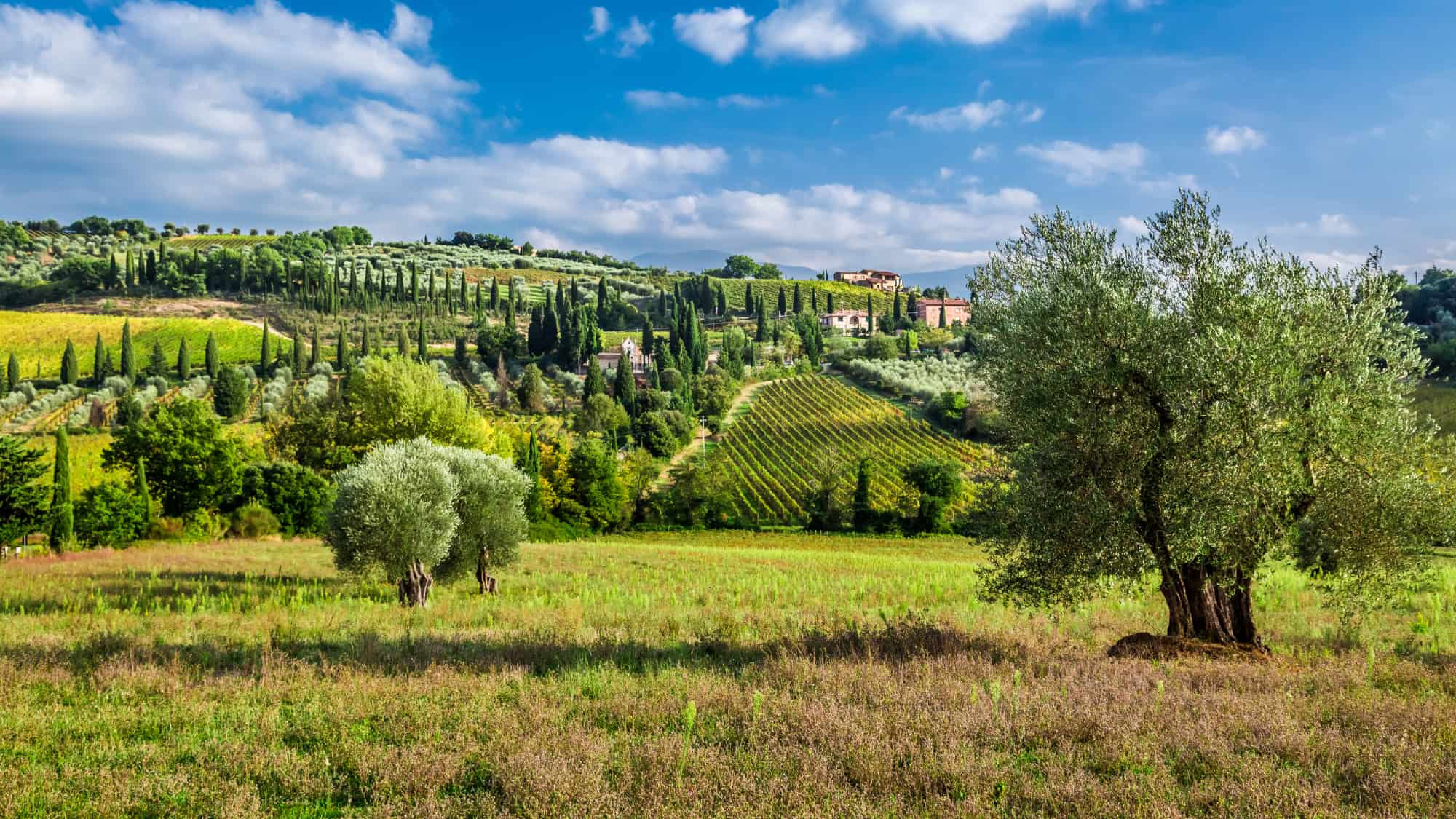 Olive trees and vineyards in Tuscany