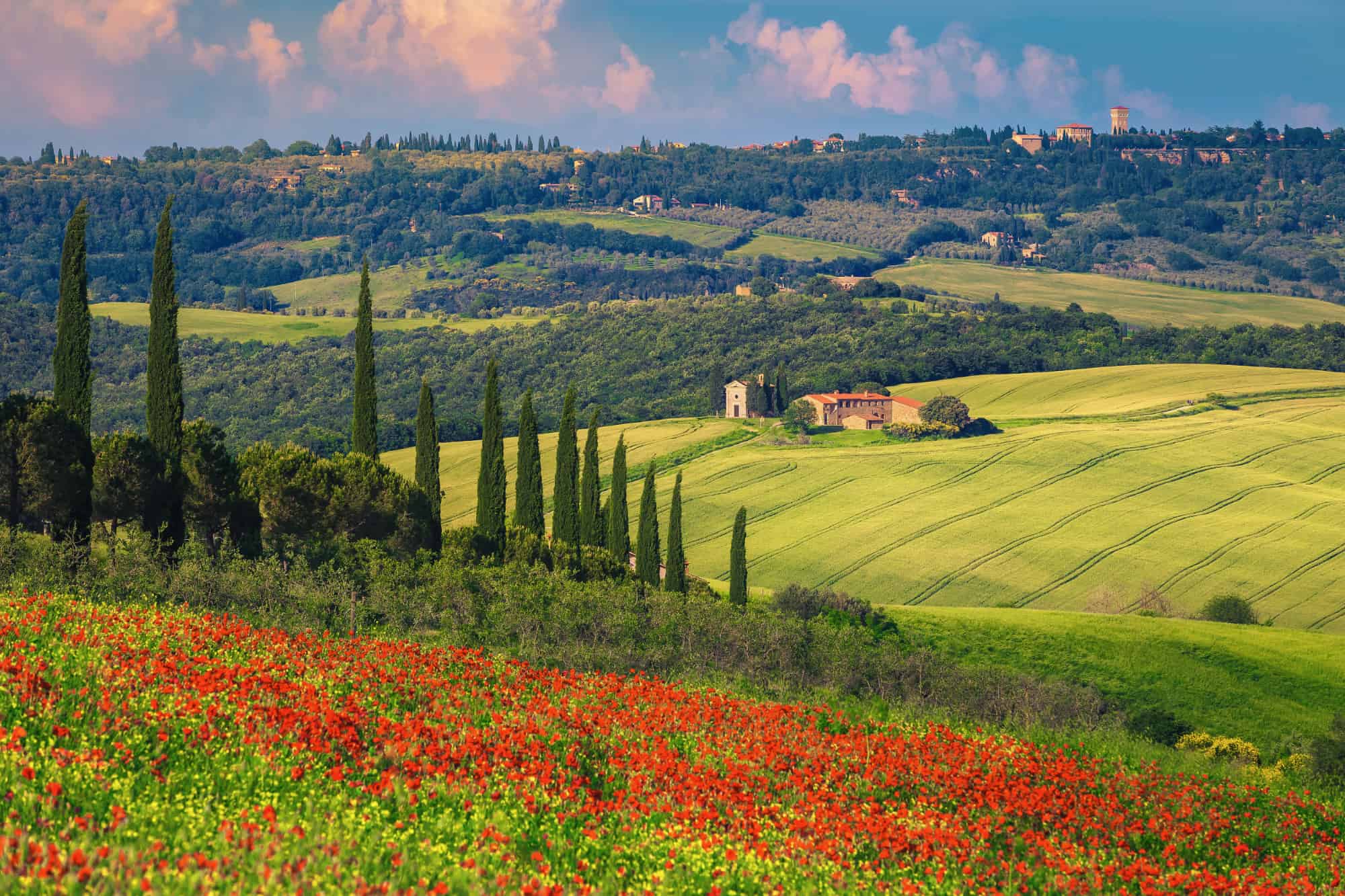 Red poppy fields and Vitaleta chapel in background, Tuscany, Ita