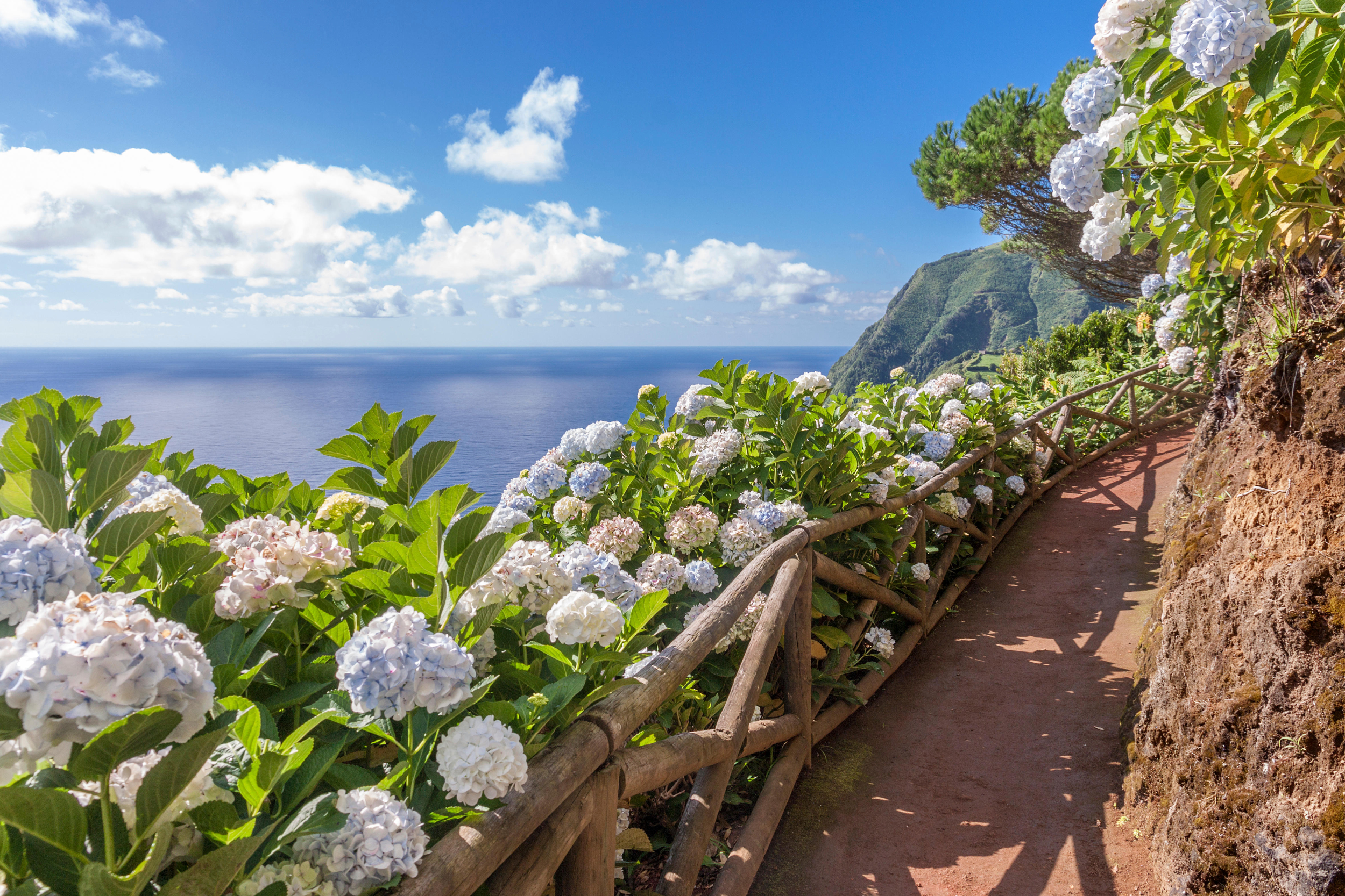 sentiero con ortensie a Sao Miguel nelle Azzorre