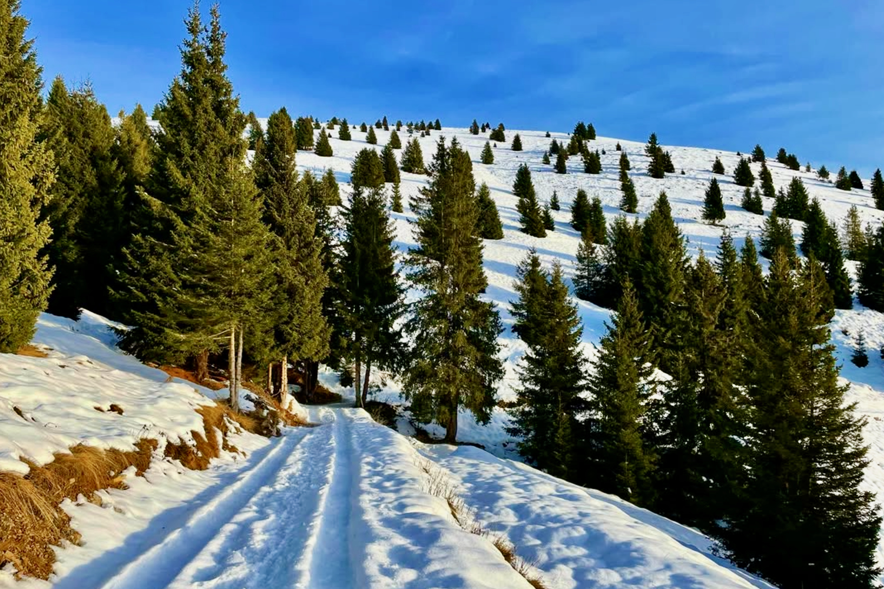 Sentiero per salire al Rifugio Magnolini