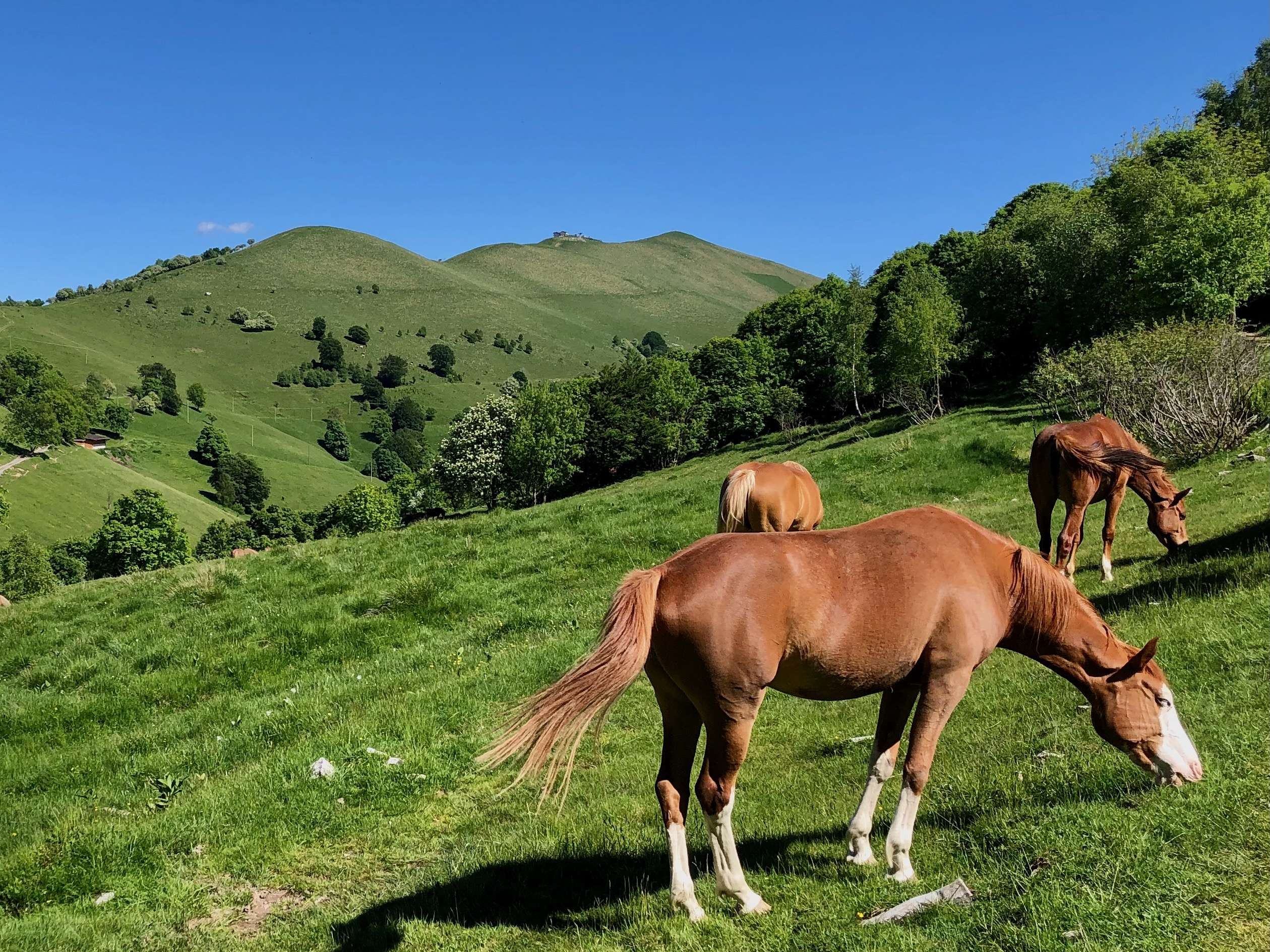 cavalli sul monte generoso Monte Generoso